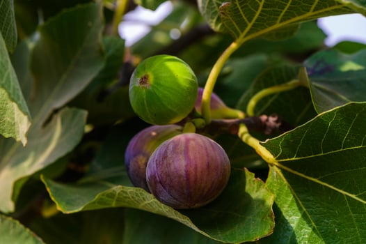 Ripe juicy fig fruits on the tree photo