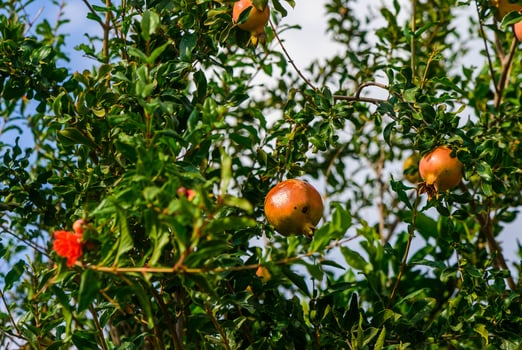 Ripe pomegranate fruit on tree branch photo