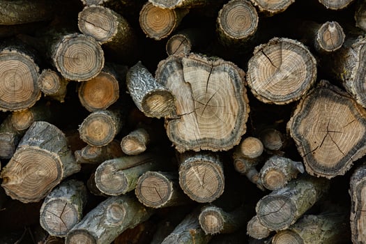 Wooden logs in the forest as a background. Firewood stacked in a pile. photo