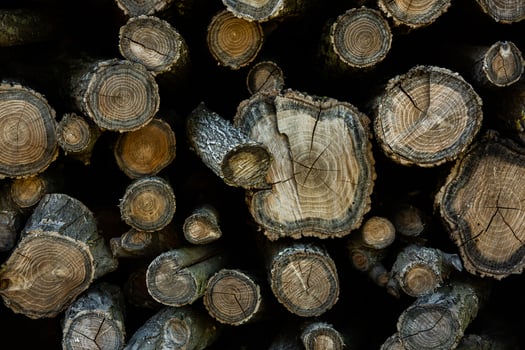Wooden logs in the forest as a background. Firewood stacked in a pile. photo