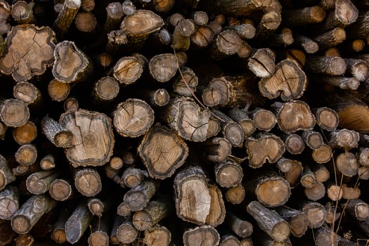 Wooden logs in the forest as a background. Firewood stacked in a pile. photo