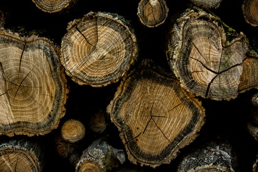 Wooden logs in the forest as a background. Firewood stacked in a pile. photo