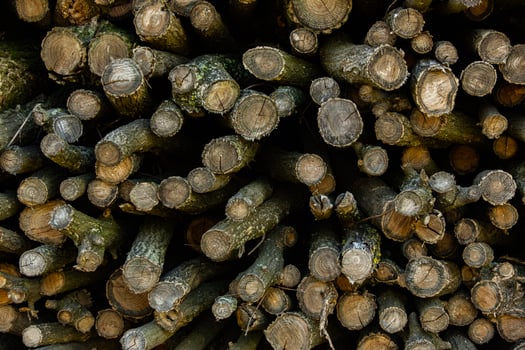 Wooden logs in the forest as a background. Firewood stacked in a pile. photo