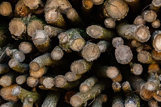 Wooden logs in the forest as a background. Firewood stacked in a pile. photo