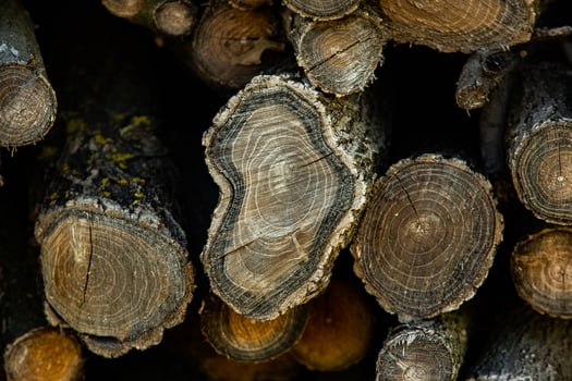 Wooden logs in the forest as a background. Firewood stacked in a pile. photo