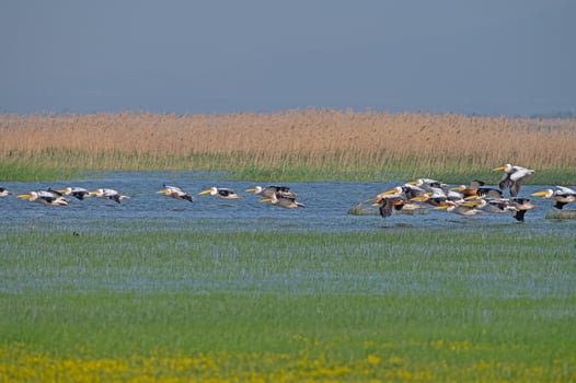 Great White Pelican, Pelecanus onocrotalus, flying over the lake in groups at Lake Manyas in Turkey. photo