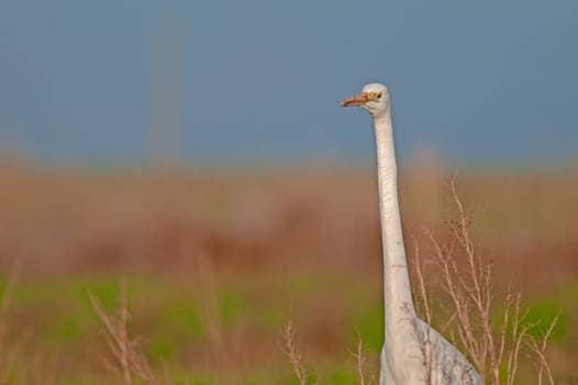 A white bird stands in tall grass photo