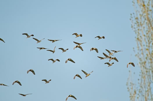 A flock of birds flying in the sky photo