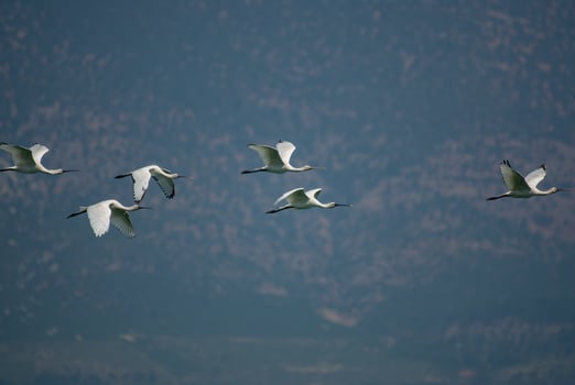 Eurasian Spoonbill, Platalea leucorodia, flying in the sky in Lake Burdur, Turkey. photo