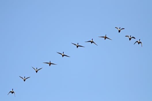 A flock of birds flying in formation photo