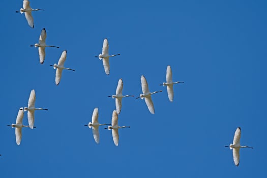 Eurasian Spoonbill, Platalea leucorodia, flying in the sky in Lake Burdur, Turkey. photo
