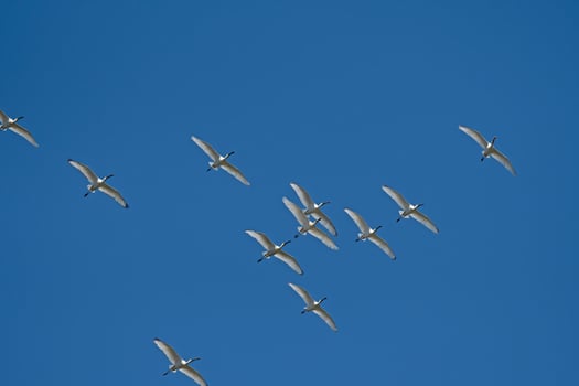 Eurasian Spoonbill, Platalea leucorodia, flying in the sky in Lake Burdur, Turkey. photo
