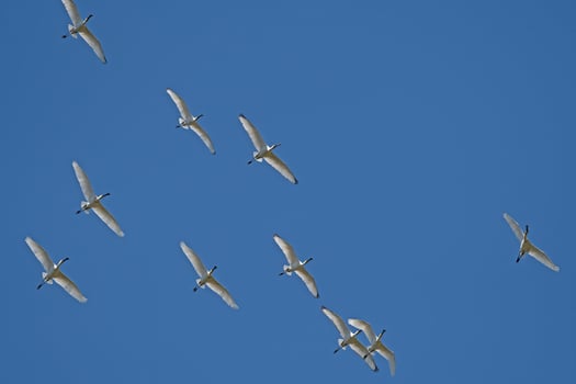 Eurasian Spoonbill, Platalea leucorodia, flying in the sky in Lake Burdur, Turkey. photo