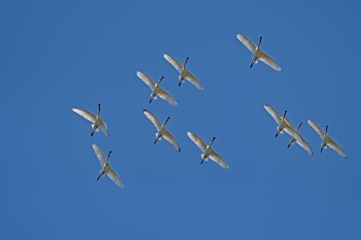 Eurasian Spoonbill, Platalea leucorodia, flying in the sky in Lake Burdur, Turkey. photo