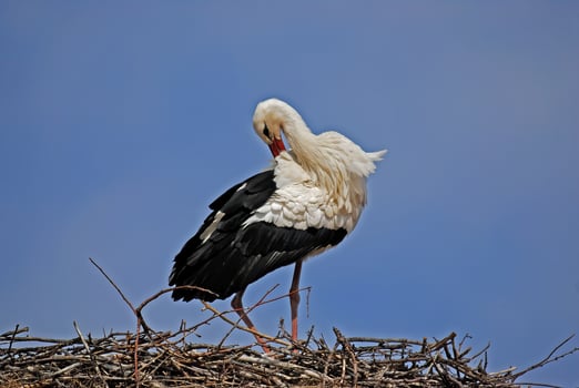 A white stork standing on top of a nest photo