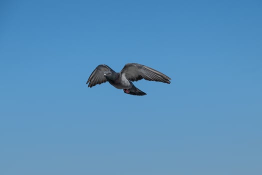 A pigeon flying in the blue sky photo