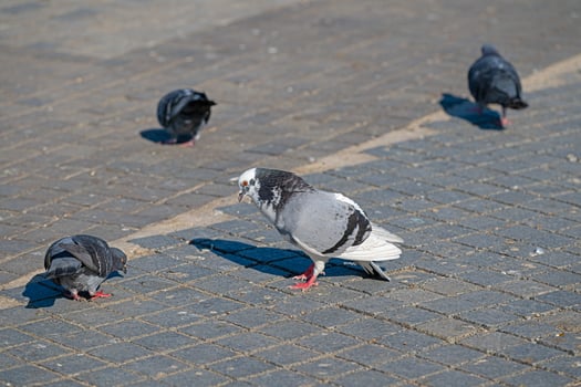 A group of pigeons on a sidewalk photo
