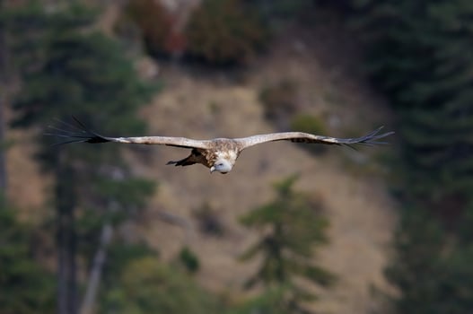 A large bird flying over a forest photo