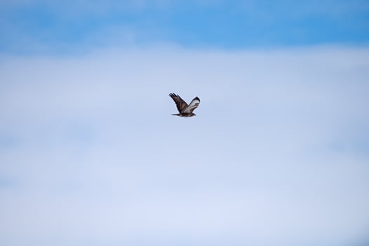 A bird flying in the sky photo