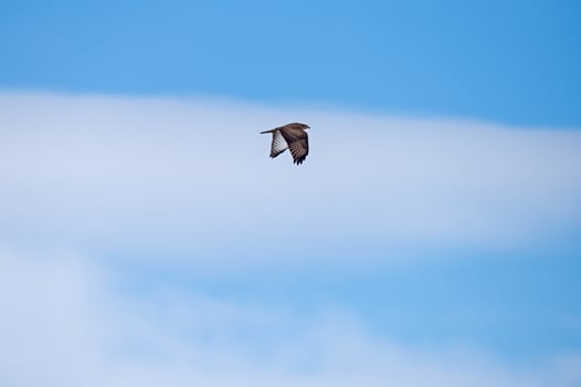 A bird flying in the blue sky photo
