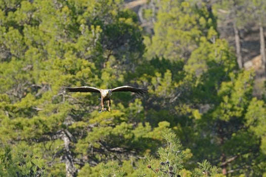 A large bird flying over a forest with trees photo