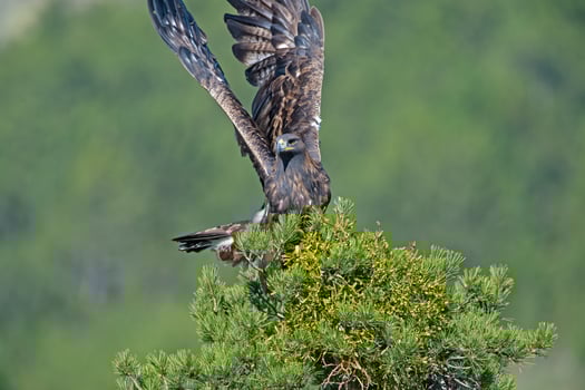 A large eagle is landing on a tree photo