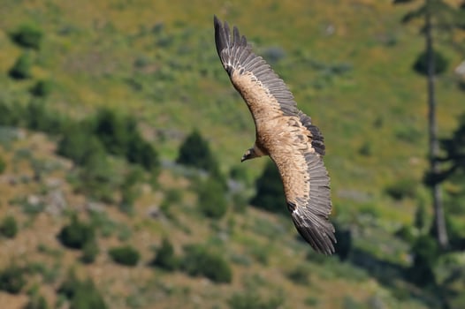 A large bird flying over a green hillside photo