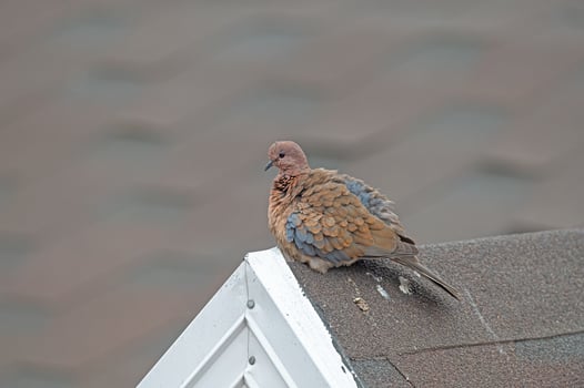 A bird sitting on a roof photo