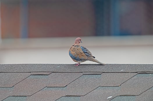 A bird sitting on a roof photo