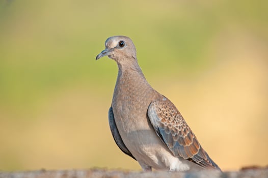 A bird is standing on a ledge photo
