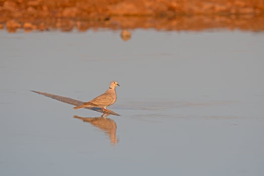 A bird standing in the water photo