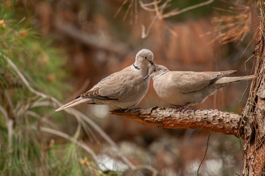 Two birds are sitting on a tree branch photo
