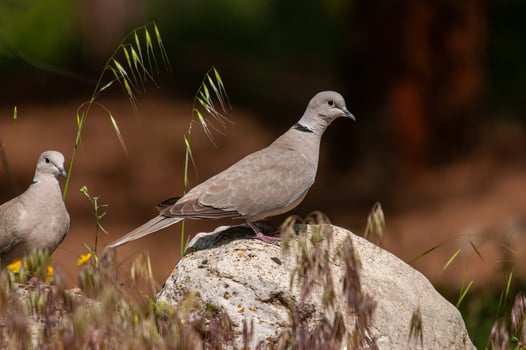 Two birds sitting on a rock in a field photo