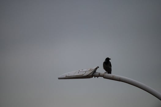 A bird is perched on a street light pole photo