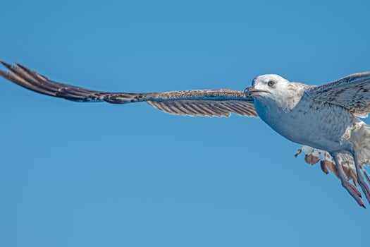 A bird flying in the sky photo