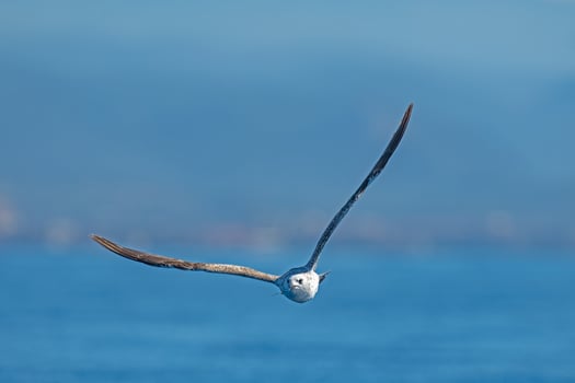 A bird flying over the ocean photo