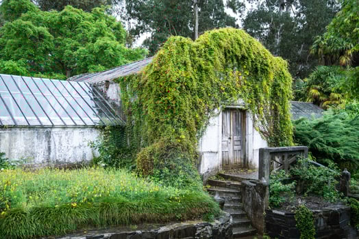 Overgrown old greenhouse in garden in rainy day. Facade of orangery house covered with ivy plants photo