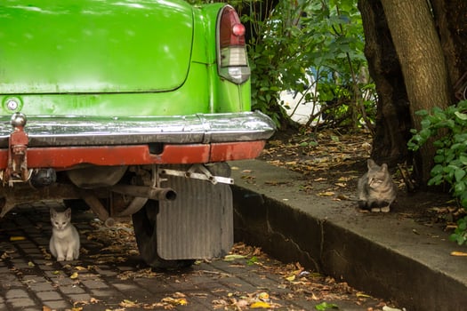 Kitten under an old car. Cats in the parking lot. Homeless animals on the street in summer. photo