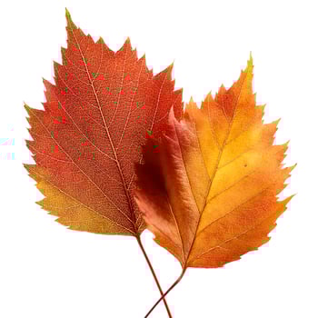 Autumn leaves isolated on white background photo
