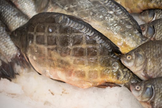Slaves at the market. Frozen fish in the refrigerator. photo
