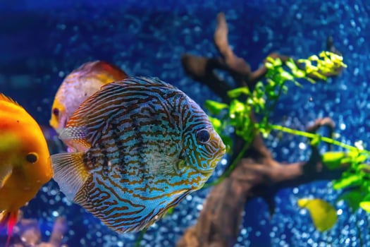 Blue tropical fish Symphysodon discus in the aquarium, oceanarium pool photo