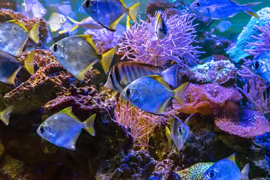 Monodactylus argenteus, silver moonyfish, silver moony, butter bream, diamondfish in aquarium photo