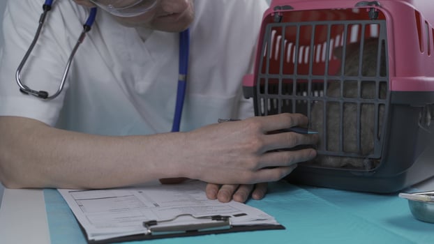 Tabby cute cat Scottish Straight breed on visit to vet doctor at animal hospital. Happy european veterinarian with clipboard in clinic next to pet carrier at examination table. Veterinary practice. photo
