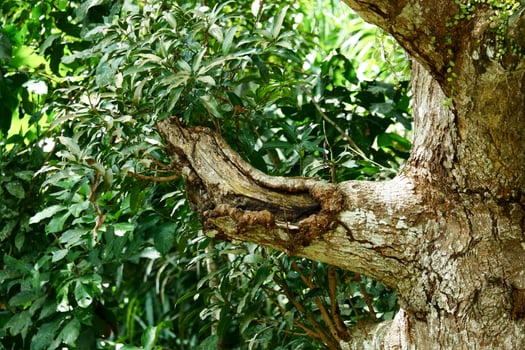 Photography of large mango tree trunk photo