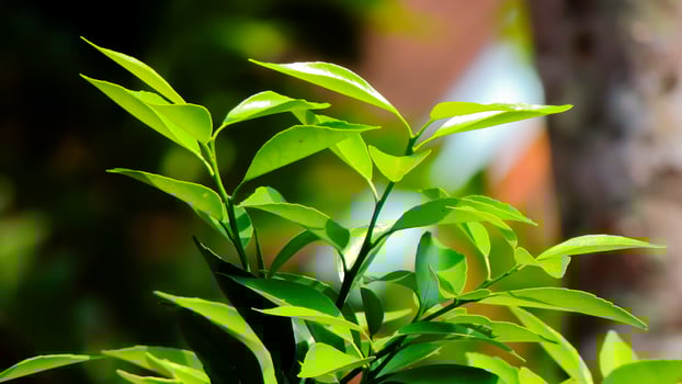 close-up of vibrant green tea leaves under the warm sunlight. The leaves are fresh and dewy, with a soft focus background. Lime leaves photo