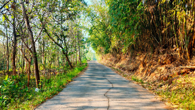 A winding country road lined with lush green bamboo trees and towering deciduous trees. Sunlight filters through the canopy, casting dappled shadows on the paved surface photo