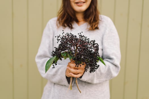 Woman holds in hands clusters fruit black elderberry photo