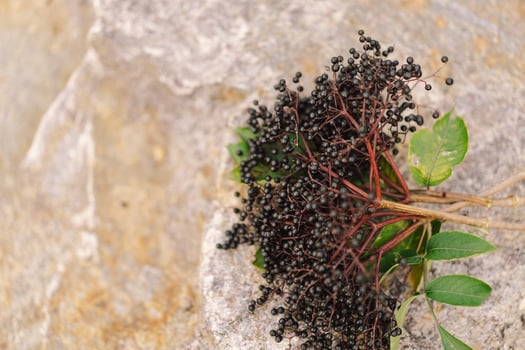 A cluster of ripe elderberries with deep purple-black fruit photo