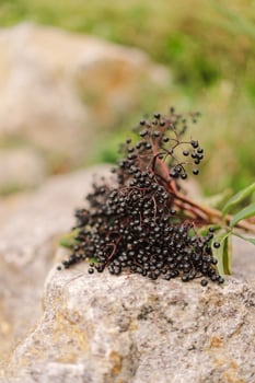 A cluster of ripe elderberries with deep purple-black fruit photo