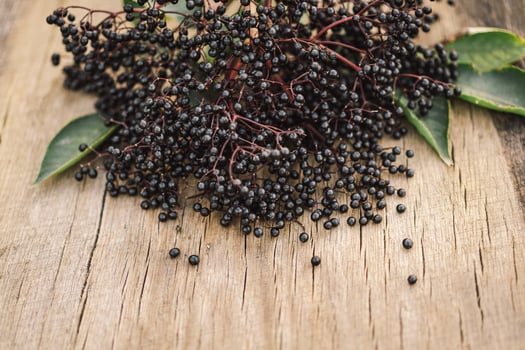 A cluster of ripe elderberries with deep purple-black fruit photo